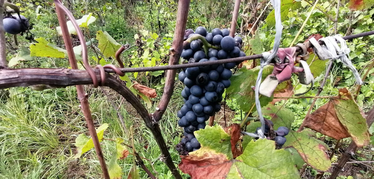 IBA U NÁS! Vinohrad s chatkou, 2 862m2, parkovanie, Nové Mesto n/Váhom — foto 9