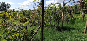 IBA U NÁS! Vinohrad s chatkou, 2 862m2, parkovanie, Nové Mesto n/Váhom — foto 7