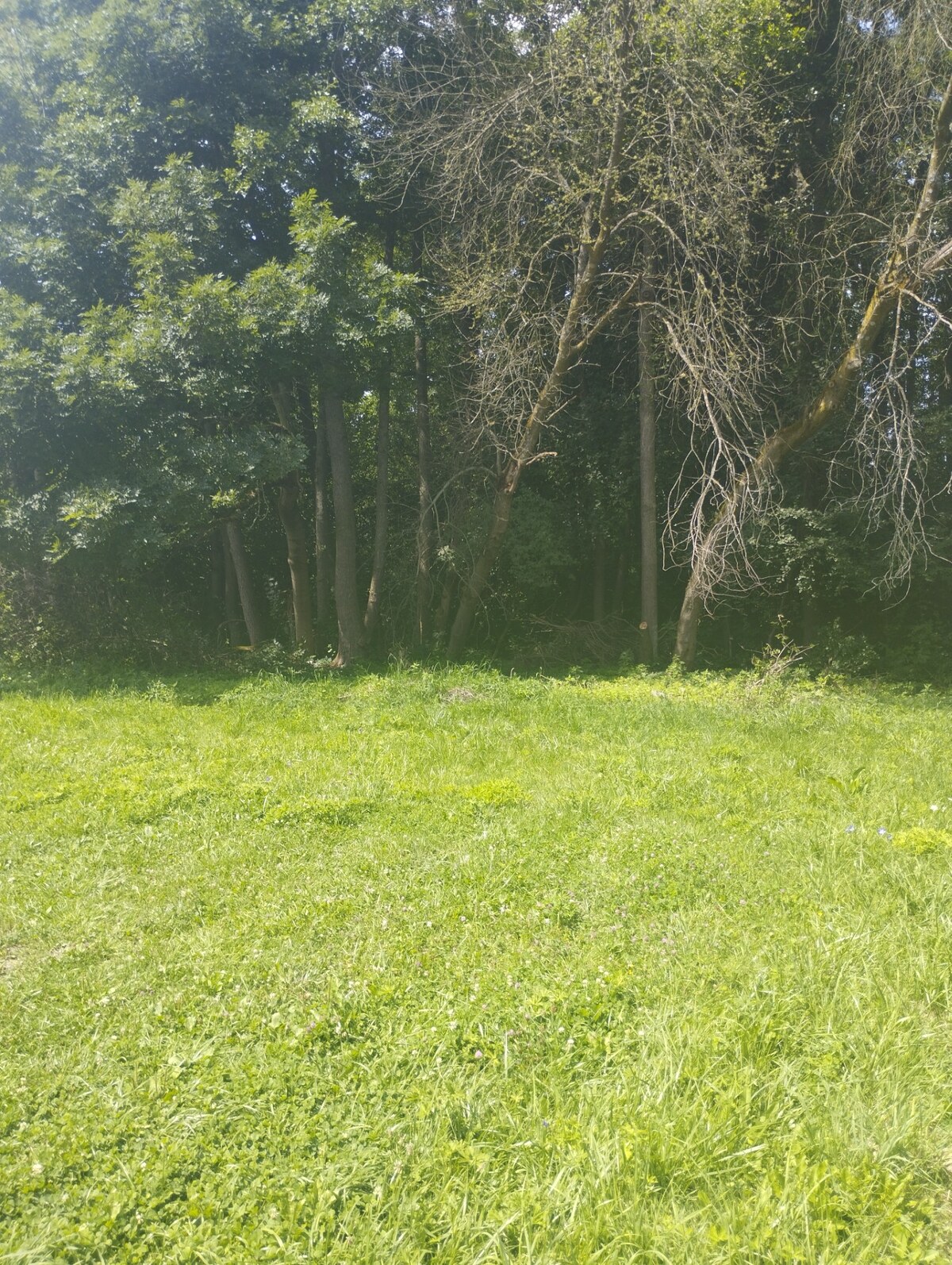 Predaj ! pozemok 720m2 (41mx17m) Pavčina Lehota-Liptovský Mikuláš — foto 8