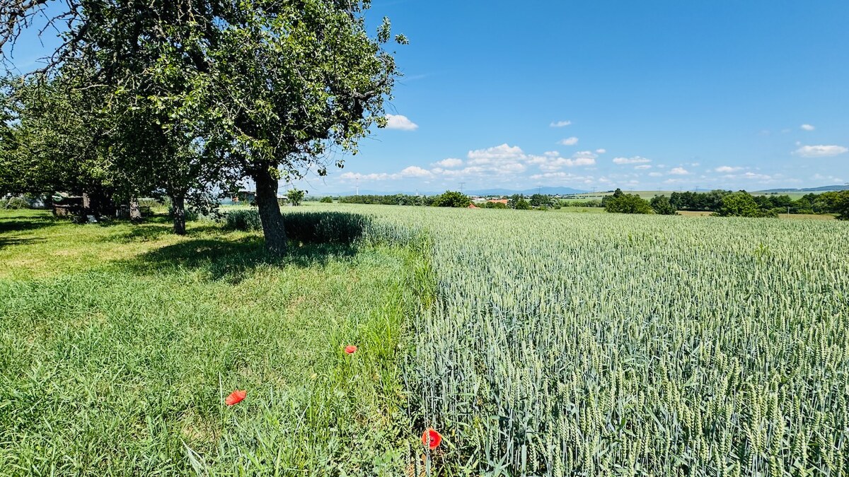Na predaj stavebný pozemok 1678 m2 Bošany - Baštín 40 m x 42 m — foto 3