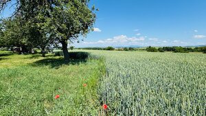 Na predaj stavebný pozemok 1678 m2 Bošany - Baštín 40 m x 42 m — foto 3