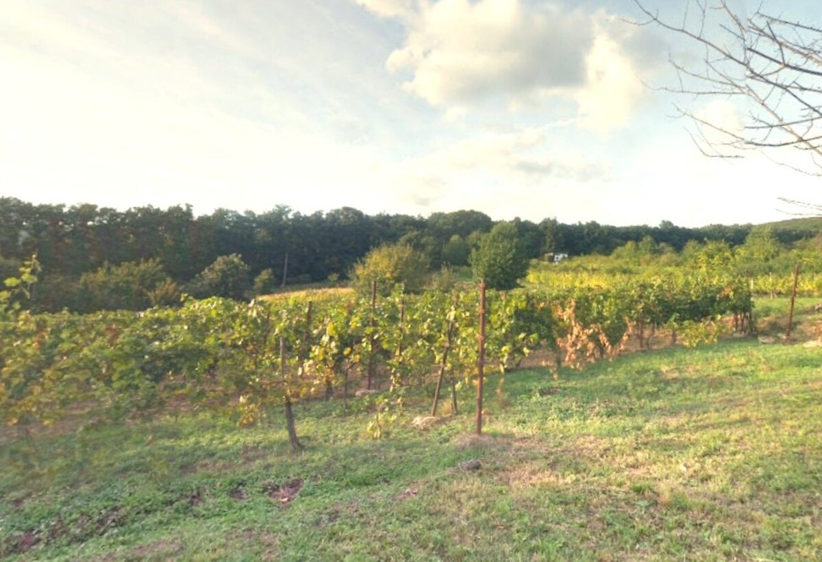 Vinica / Záhrada Pohranice 760 m2