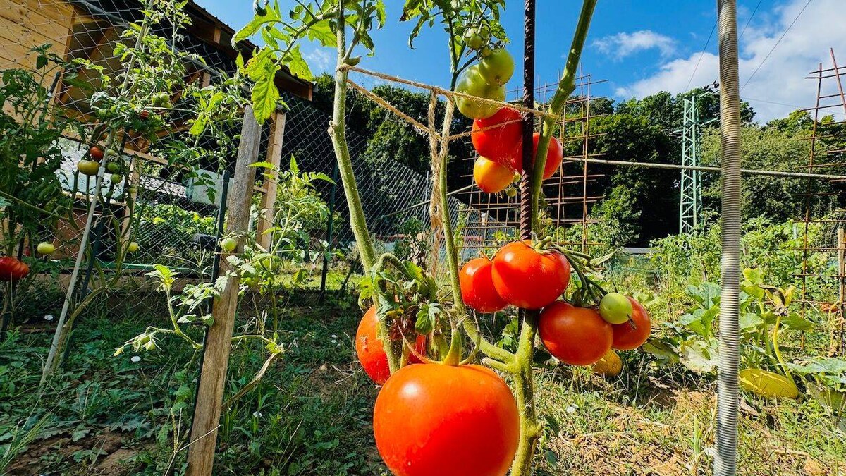 Na predaj záhradka 132 m2 Partizánske - pod Salašom — foto 2