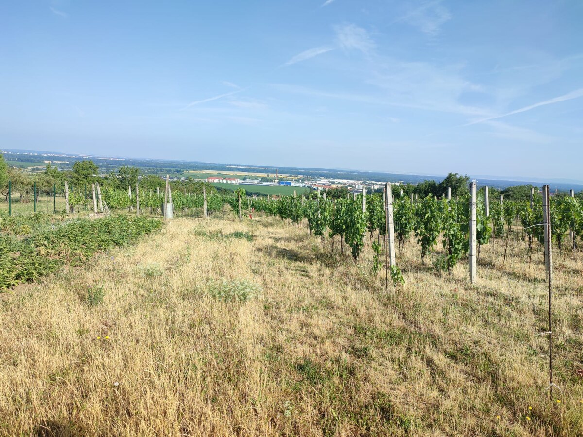 Na predaj pozemok pre výstavbu vinohradníckeho domu v Skalici — foto 3