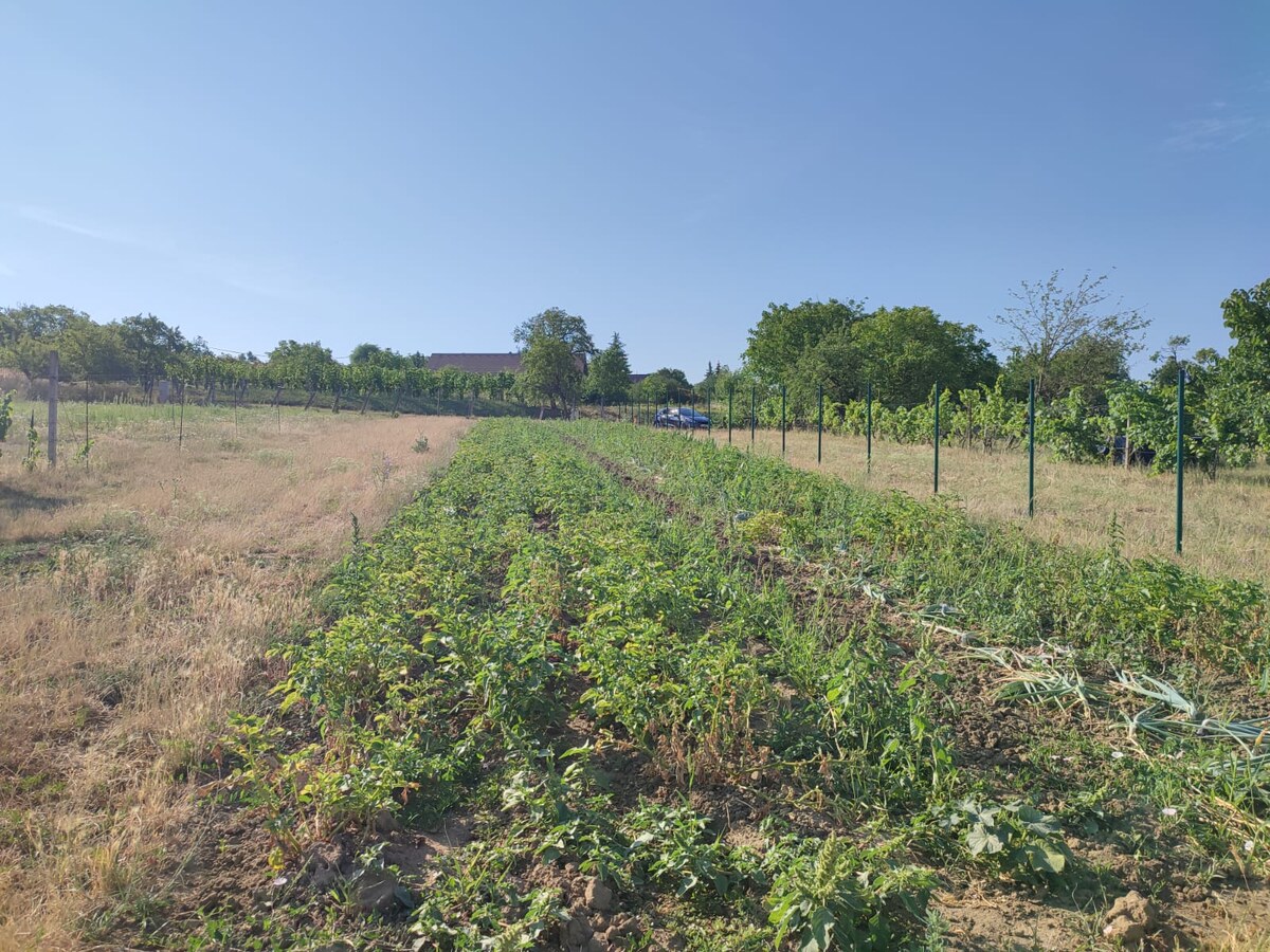 Na predaj pozemok pre výstavbu vinohradníckeho domu v Skalici — foto 6