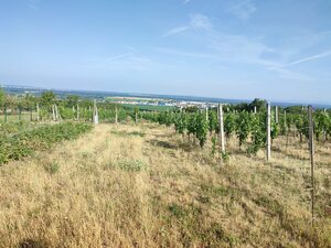 Na predaj pozemok pre výstavbu vinohradníckeho domu v Skalici — foto 3
