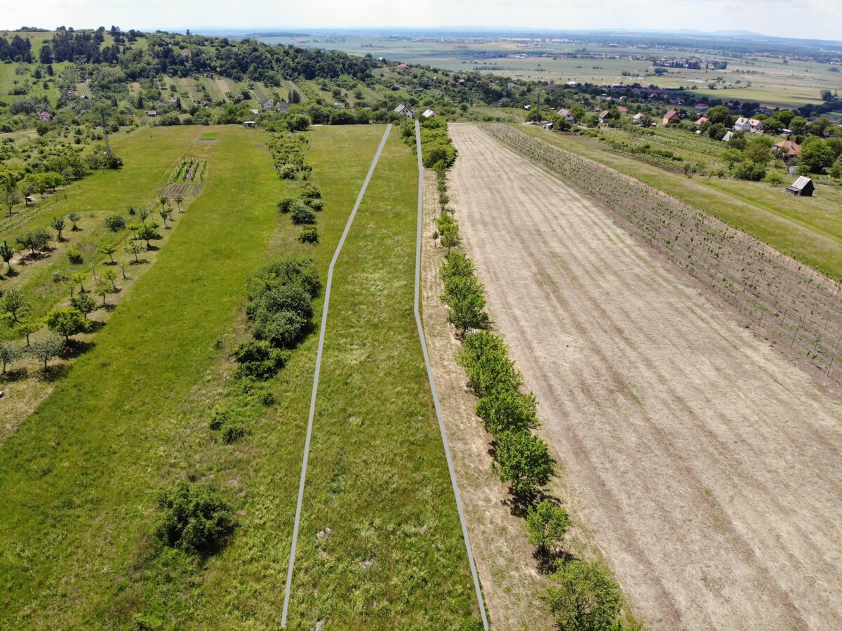 Na predaj pozemok vo vinohradníckej oblasti Kravie hory, v Skalici — foto 7