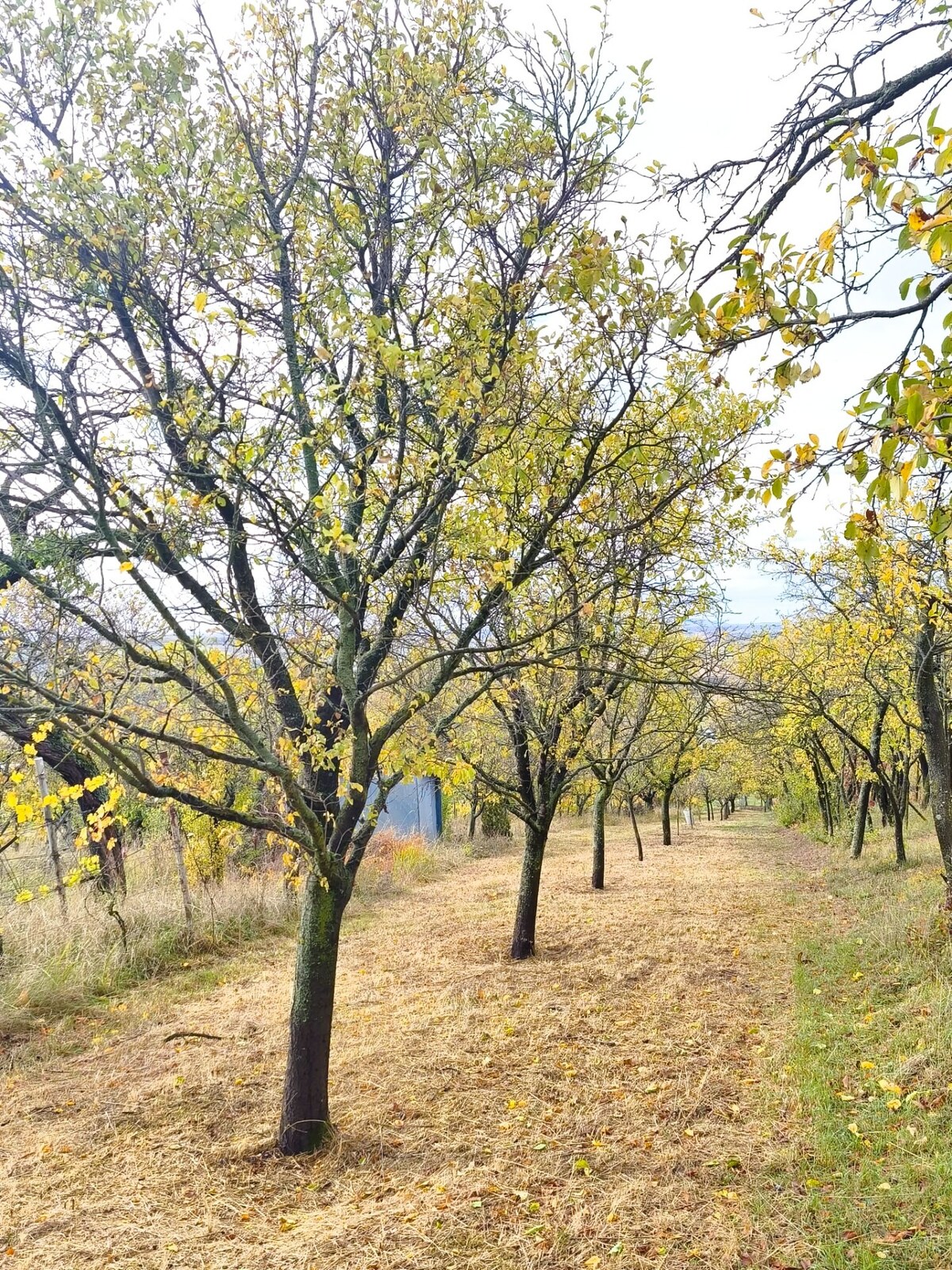 Na predaj pozemok vo vinohradníckej časti obce Prietržka — foto 2