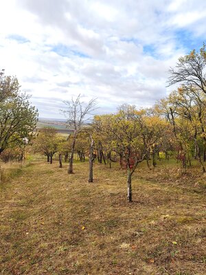 Na predaj pozemok vo vinohradníckej časti obce Prietržka — foto 1