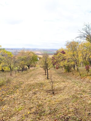 Na predaj pozemok vo vinohradníckej časti obce Prietržka — foto 3