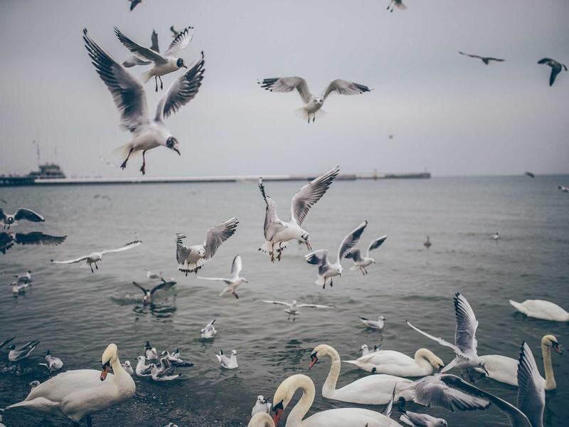 Pozemok 2774 m² na sídlisku, Michalovce