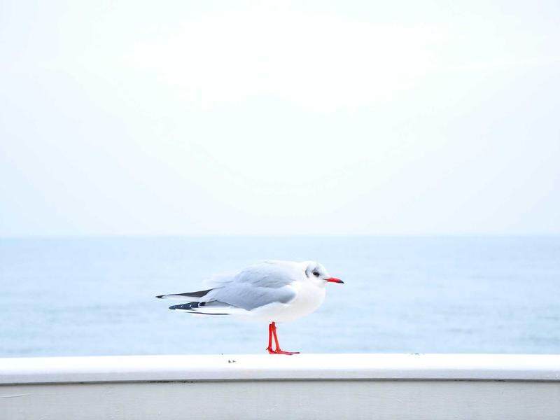 Rodinný dom v centre, Michalovce — foto 3