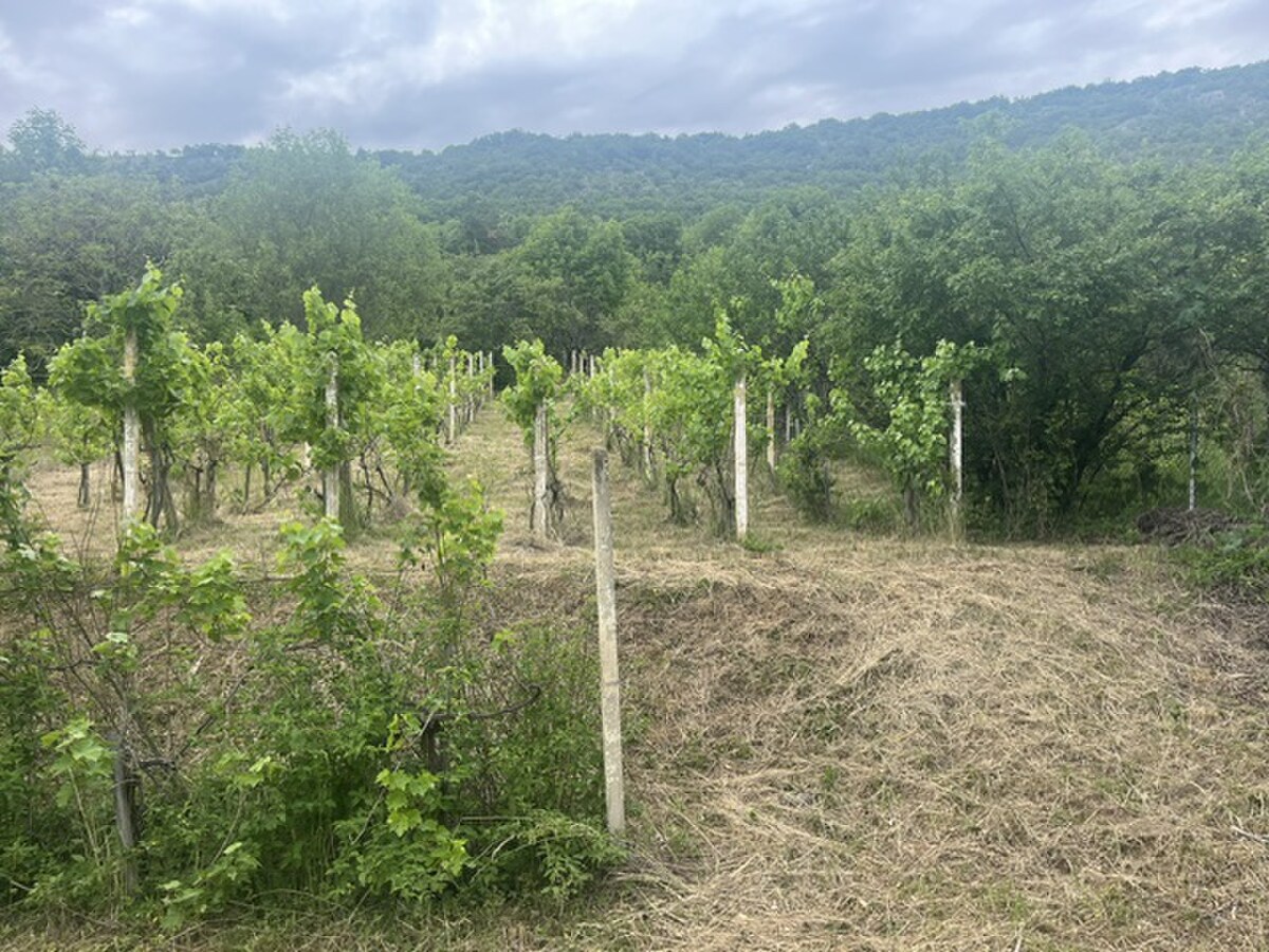 PREDAJ/ Krásna chalupa s vinicou/Jablonov nad Turňou — foto 10