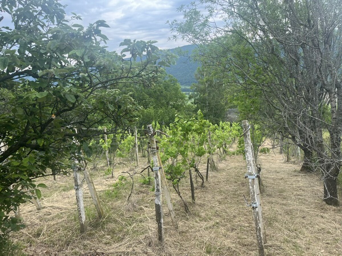 PREDAJ/ Krásna chalupa s vinicou/Jablonov nad Turňou — foto 13