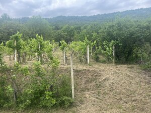 PREDAJ/ Krásna chalupa s vinicou/Jablonov nad Turňou — foto 10