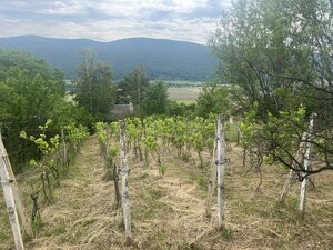 PREDAJ/ Krásna chalupa s vinicou/Jablonov nad Turňou — foto 12