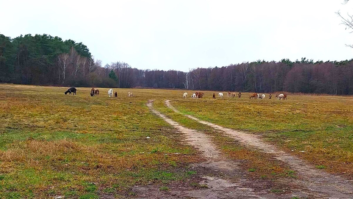 PREDAJ, krásny rovinatý stavebný pozemok 997 m2, priamo v lese, Tomky — foto 5