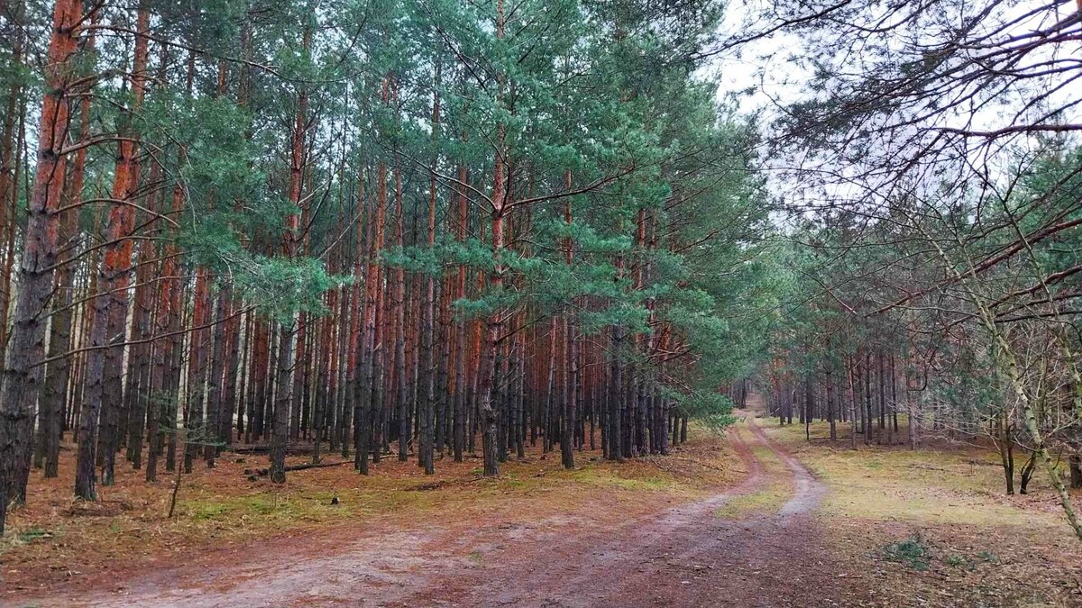 PREDAJ, krásny rovinatý stavebný pozemok 997 m2, priamo v lese, Tomky — foto 6