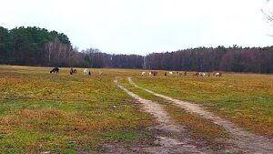 PREDAJ, krásny rovinatý stavebný pozemok 997 m2, priamo v lese, Tomky — foto 5