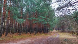 PREDAJ, krásny rovinatý stavebný pozemok 997 m2, priamo v lese, Tomky — foto 6