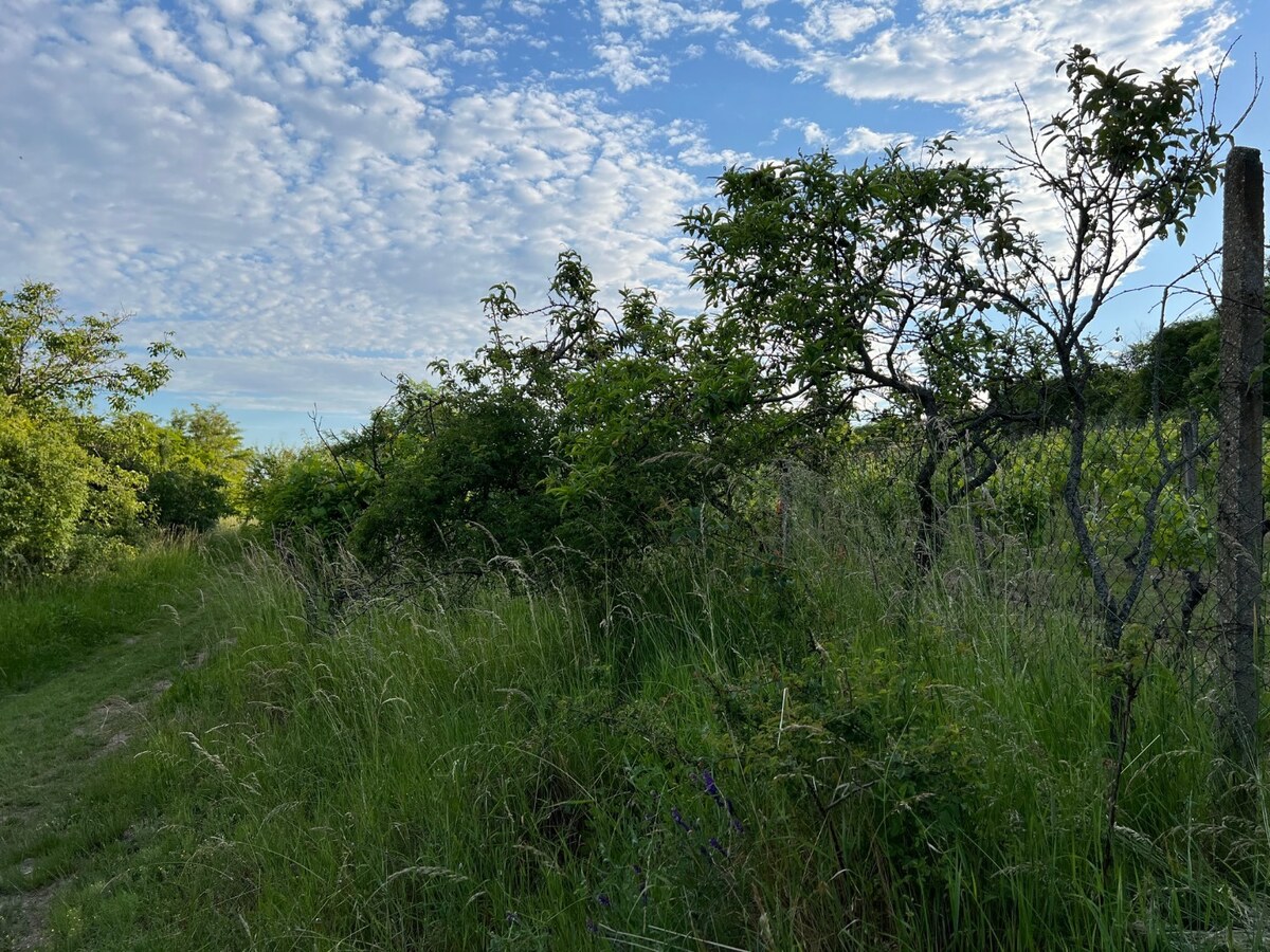 BA/RAČA - Investícia alebo pestovanie vína? Vinohrad na predaj — foto 13