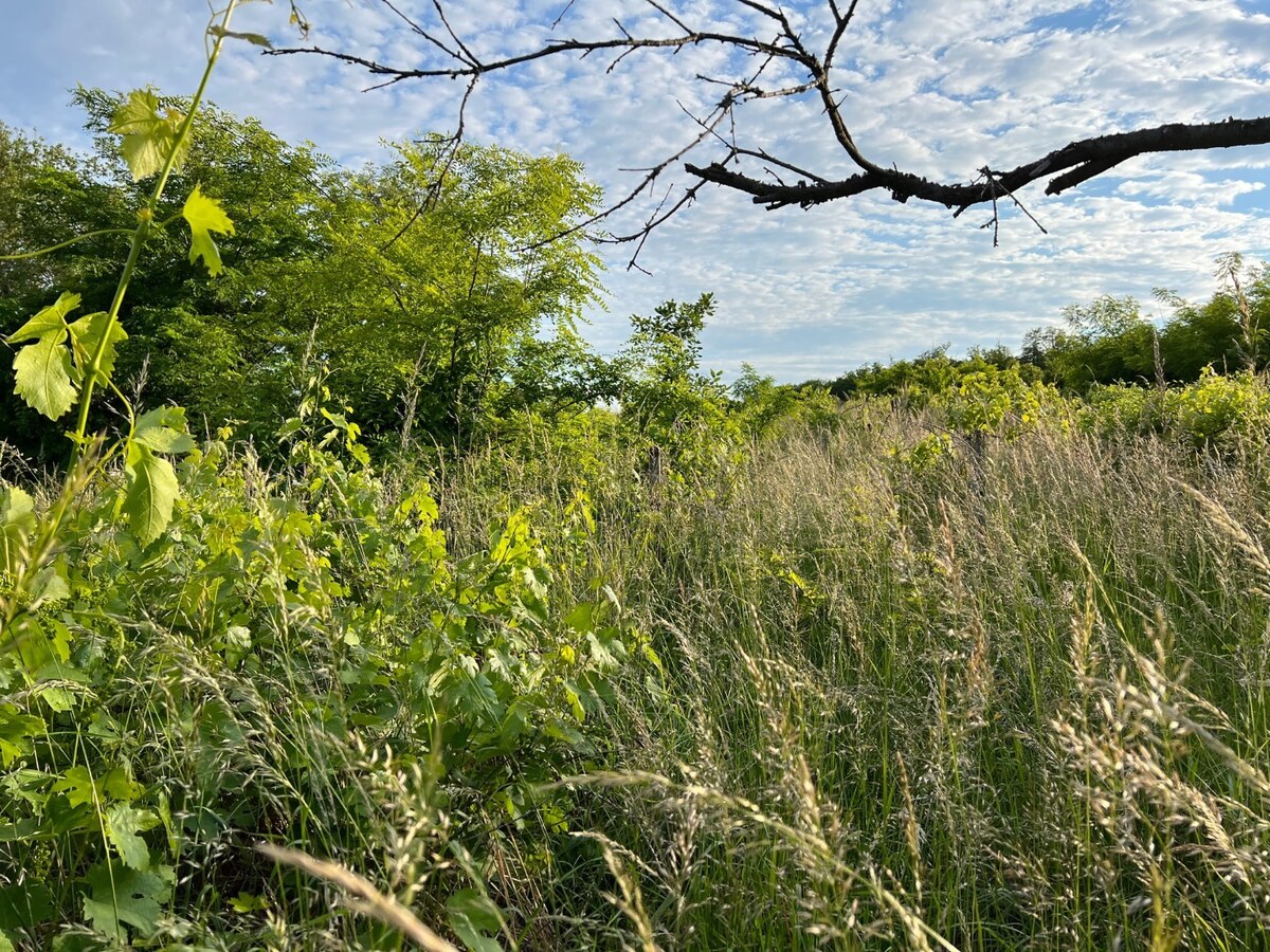 BA/RAČA - Investícia alebo pestovanie vína? Vinohrad na predaj — foto 14