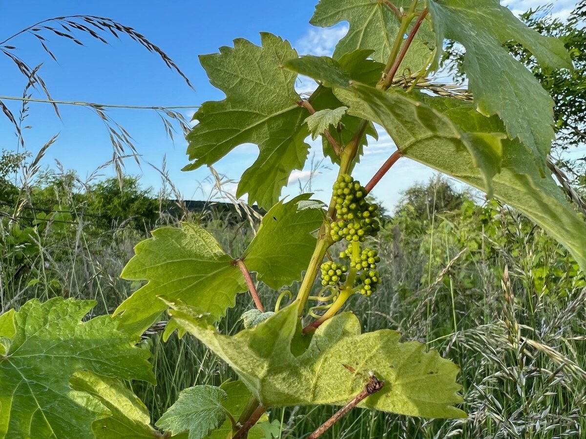 BA/RAČA - Investícia alebo pestovanie vína? Vinohrad na predaj — foto 2