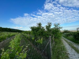 BA/RAČA - Investícia alebo pestovanie vína? Vinohrad na predaj — foto 3
