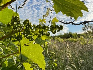 BA/RAČA - Investícia alebo pestovanie vína? Vinohrad na predaj — foto 4