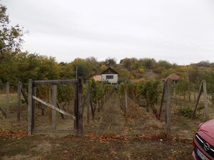 Na predaj viničný domček s vinicou pri Štúrove . — foto 16