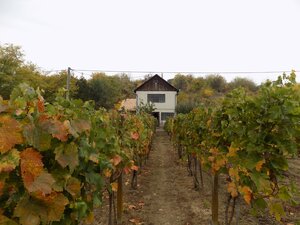 Na predaj viničný domček s vinicou pri Štúrove . — foto 3