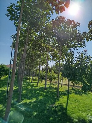 Pozemok Branovo — foto 2