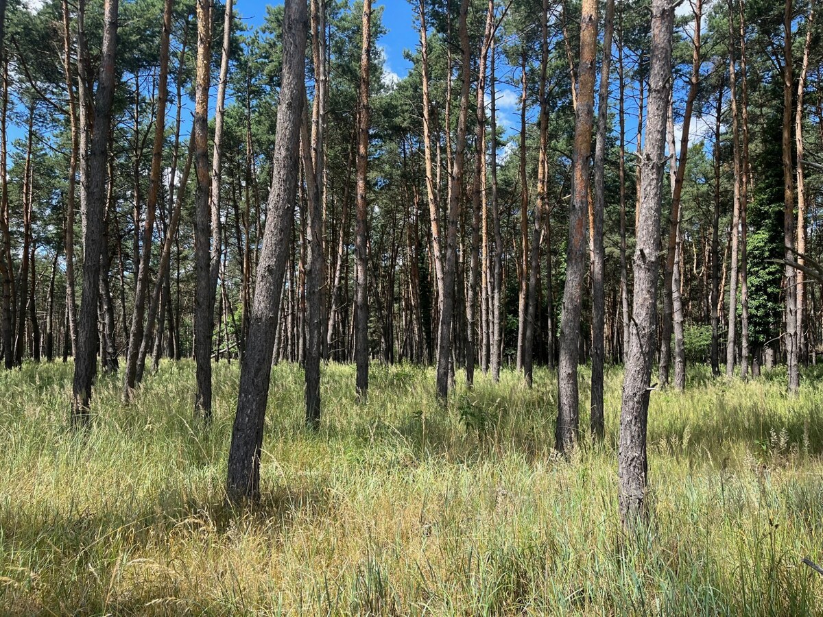 Lúka pod lesom v Jablonovom — foto 3