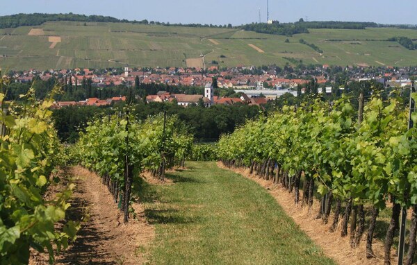 TIMA Real - zaujímavá záhrada 2711m2, Suchá nad Parnou