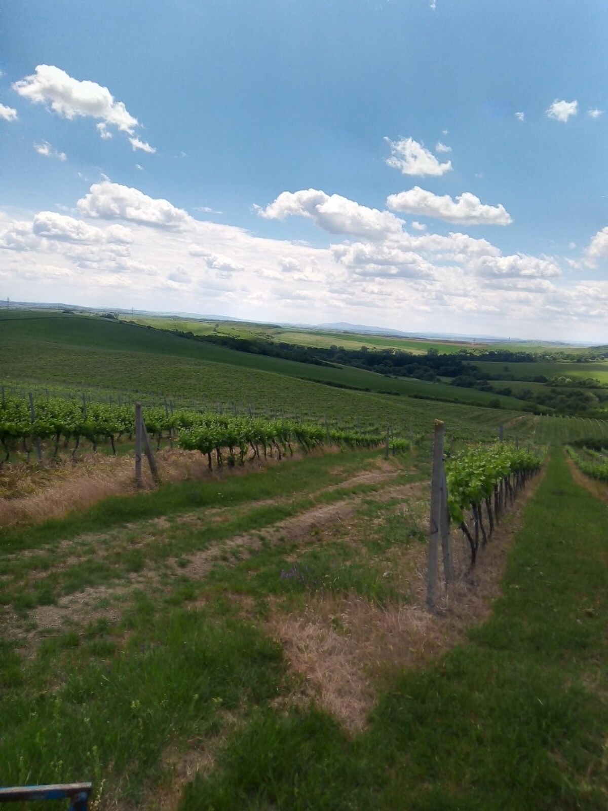 Na predaj vinohrady 50 ha v obci Širákov — foto 10