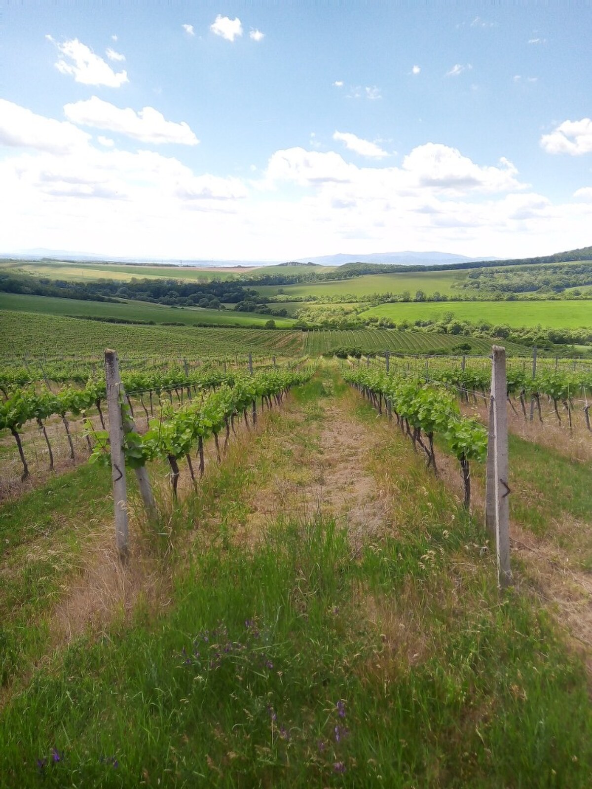 Na predaj vinohrady 50 ha v obci Širákov — foto 11