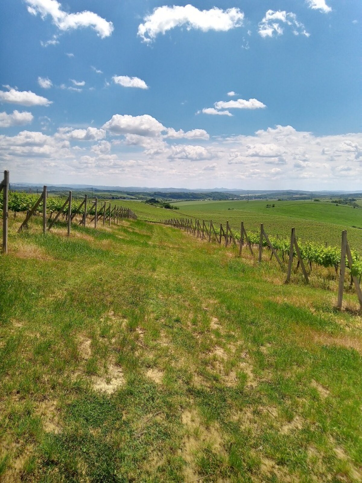 Na predaj vinohrady 50 ha v obci Širákov — foto 12