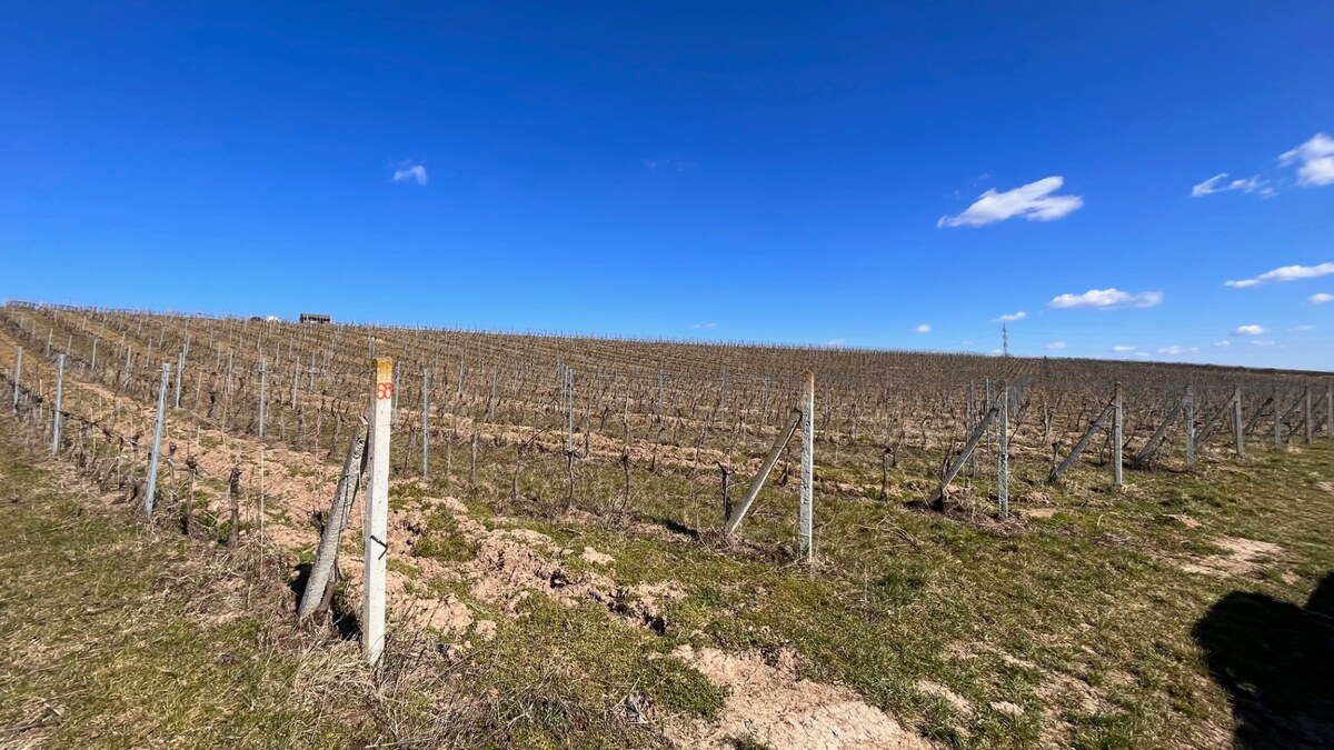 Na predaj vinohrady 50 ha v obci Širákov — foto 2