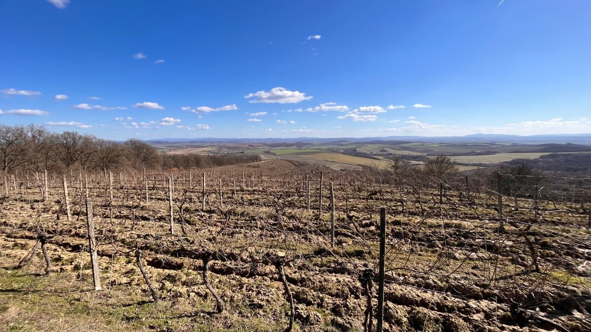 Na predaj vinohrady 50 ha v obci Širákov — foto 3