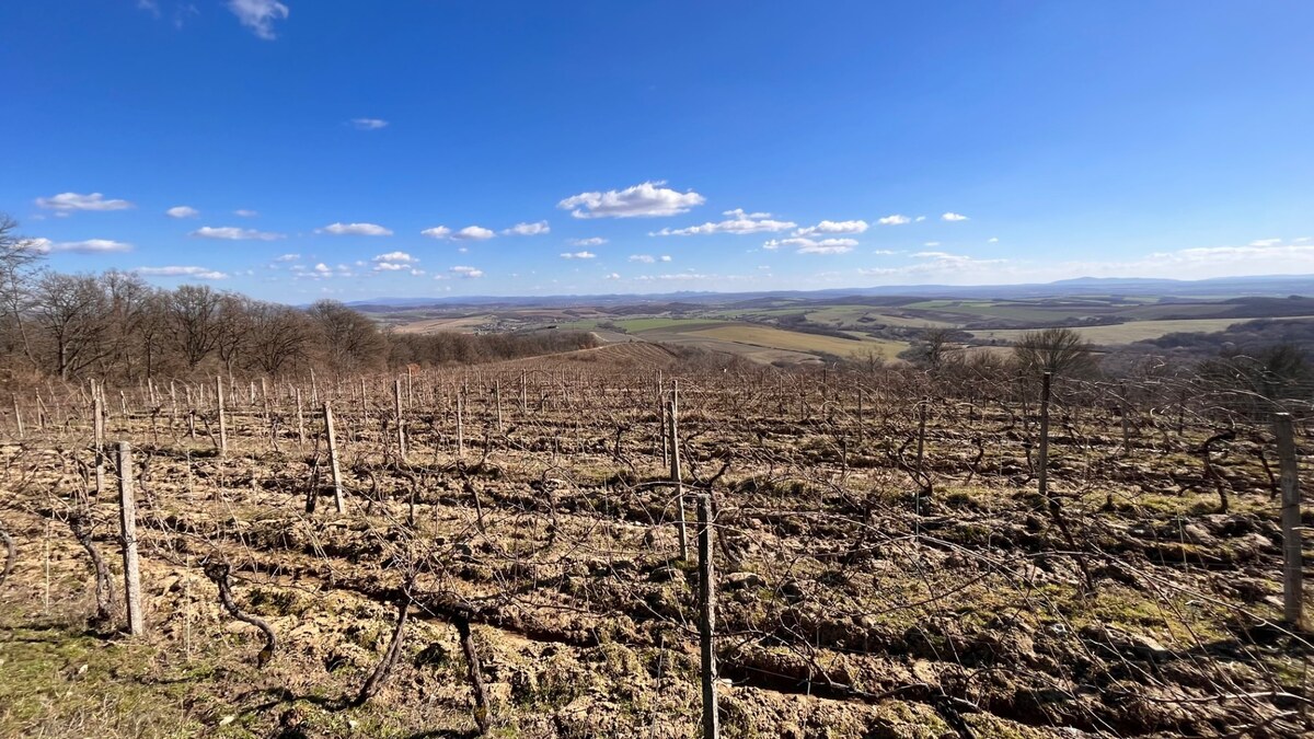 Na predaj vinohrady 50 ha v obci Širákov — foto 4
