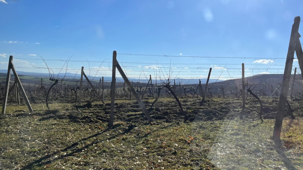 Na predaj vinohrady 50 ha v obci Širákov — foto 5