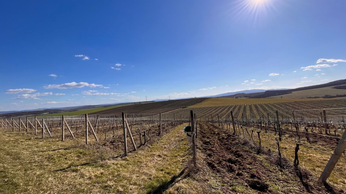 Na predaj vinohrady 50 ha v obci Širákov — foto 6