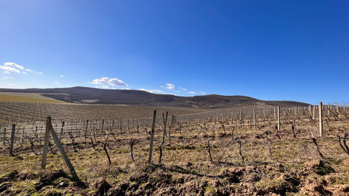 Na predaj vinohrady 50 ha v obci Širákov — foto 8