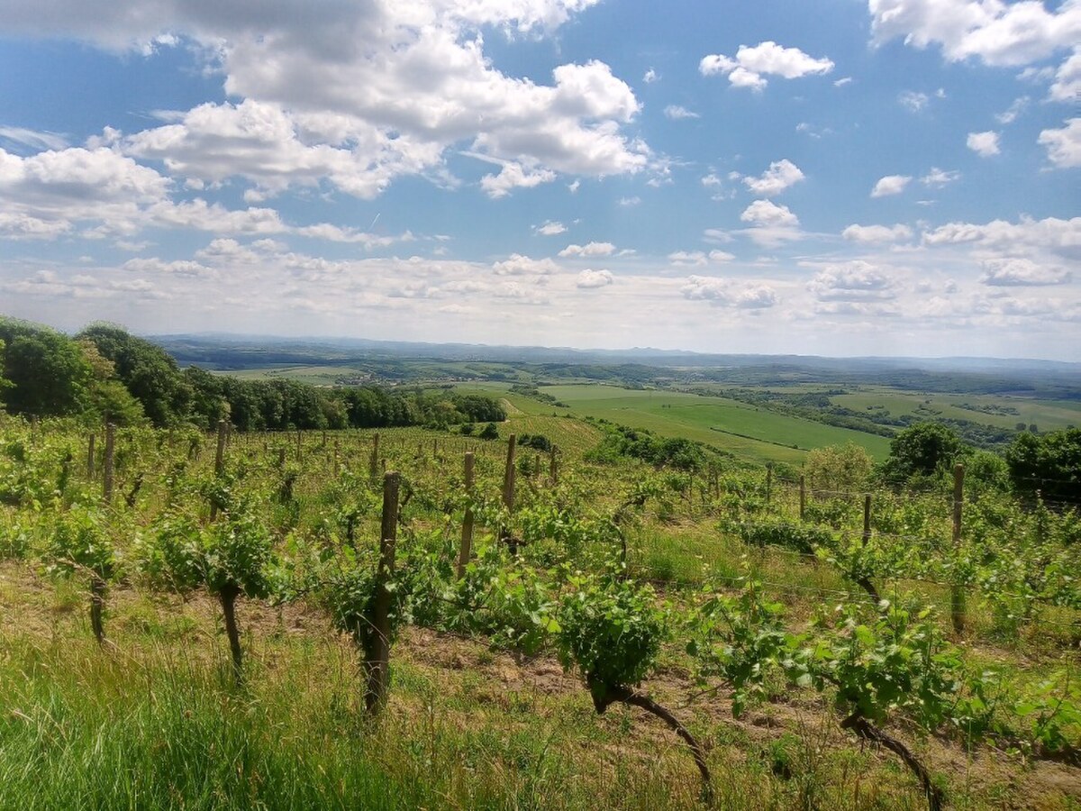 Na predaj vinohrady 50 ha v obci Širákov — foto 9
