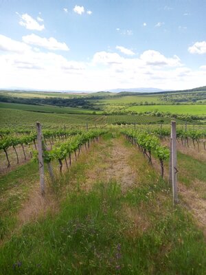 Na predaj vinohrady 50 ha v obci Širákov — foto 11