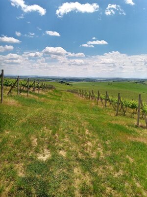 Na predaj vinohrady 50 ha v obci Širákov — foto 12