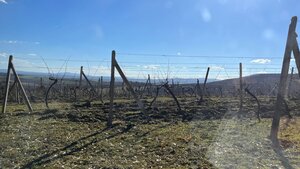 Na predaj vinohrady 50 ha v obci Širákov — foto 5