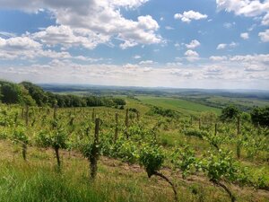 Na predaj vinohrady 50 ha v obci Širákov — foto 9