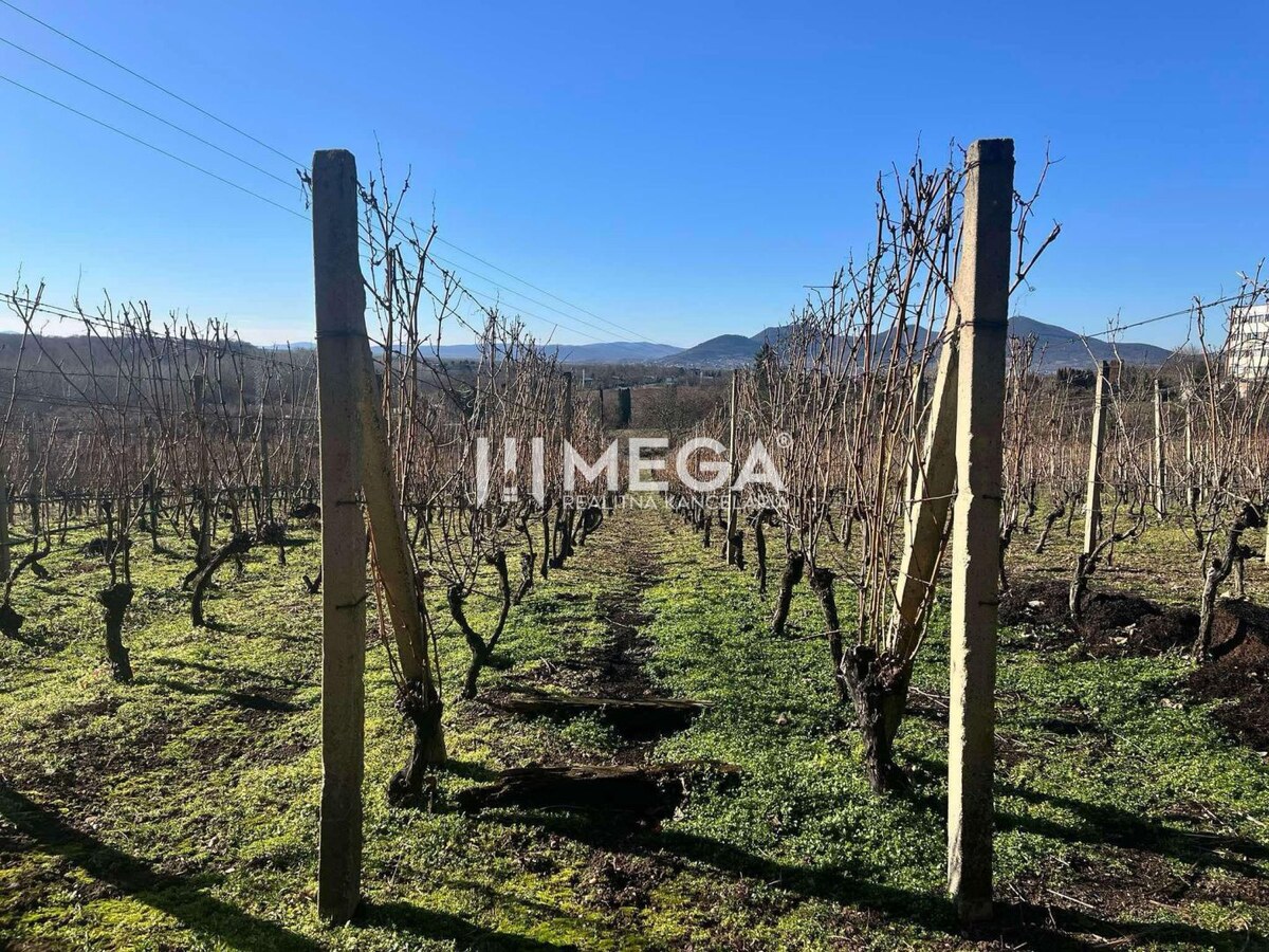 Na predaj chata s vinicou a 2 pivnicami, obec Viničky-Zajačí skok, okr — foto 6