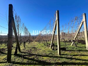 Na predaj chata s vinicou a 2 pivnicami, obec Viničky-Zajačí skok, okr — foto 4